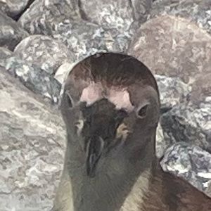 Meet your Posher, Presley